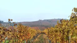 Cosa fare nelle Langhe quando piove