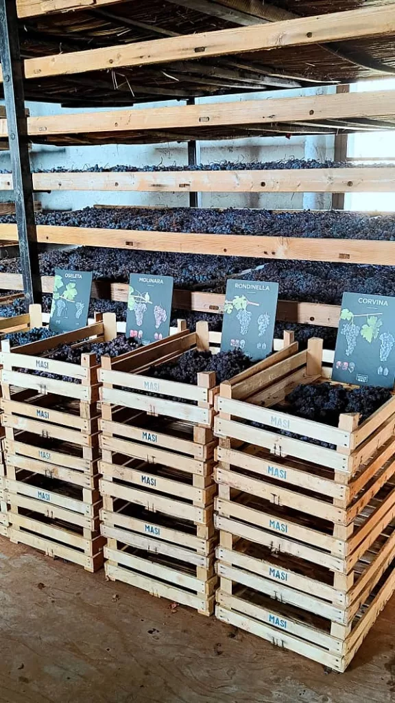 Uve appassite per la produzione dell'Amarone presso la Tenuta Serego Alighieri