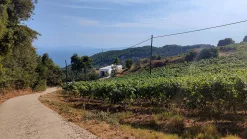 Parissis Winery